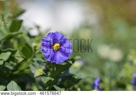 Blue Potato Bush Flowers In The Garden