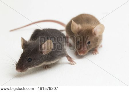 Black Common House Mouse Isolated On White Background
