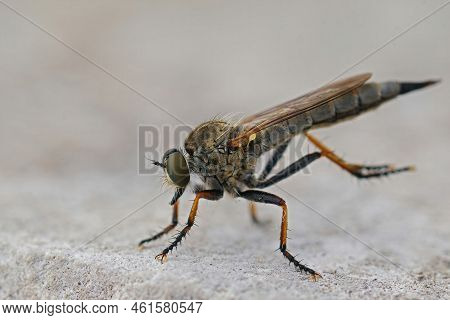 Detailed Closeup On A Mediterranean Robberfly, Neomochtherus Geniculatus, Sitting On Wood