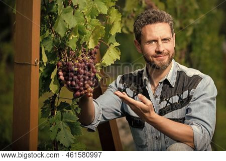 Ripe Grapevine Harvest Presented By Oenologist, Organic