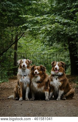 Mom Dog And Grown Up Puppies. Three Australian Shepherds Sit Side By Side On Forest Road In Summer A