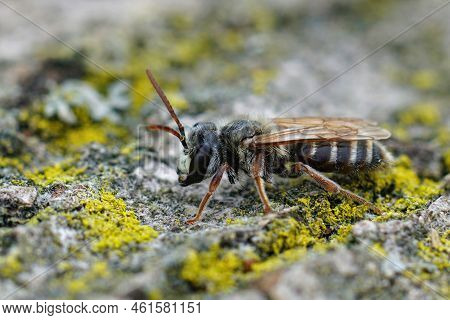 Detailed Closeup On A Male Mediterranean Mining Bee, Andrena Variabilis With It's Typical White Snou