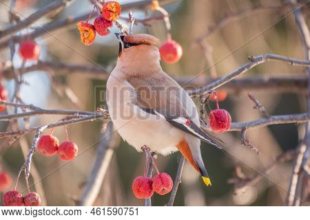 Bohemian Waxwing, A Beautiful Tufted Bird, Latin Name Bombycilla Garrulus, Sitting On A Wild Apple T