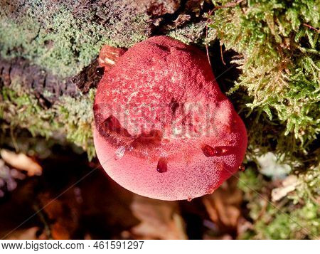 Beefsteak Or Ox-tongue Fungus Aka Fistulina Hepatica Just Emerging From An Oak Tree Stump. As Can Be