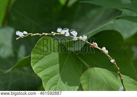 Persicaria Japonica Flowers. Dioecious And Polygonaceae Perennial Plants. Grows In Wetlands And Bloo