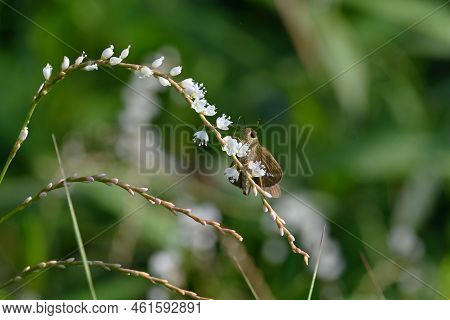 Persicaria Japonica Flowers. Dioecious And Polygonaceae Perennial Plants. Grows In Wetlands And Bloo