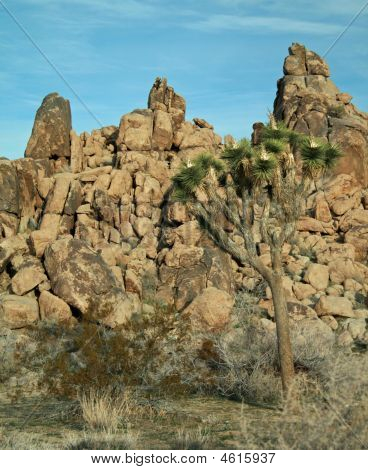 Joshua Tree National Park