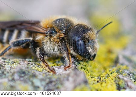 Detailed Closeup On A Mediterranean Blue-eyed Female Tridentate Small-mason Bee, Hoplitis Tridentata