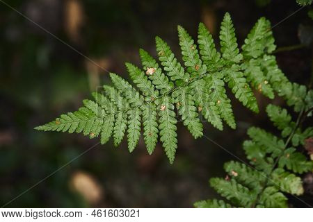 Wild Fern In The Forest Near Moscow. Polypodiophyta. Front View.