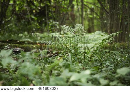 Wild Fern In The Forest Near Moscow. Polypodiophyta. Front View.