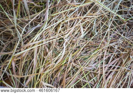 Dry Straw, Backdrop. Hay Texture Close-up In Color. Fodder For Livestock And Building Materials. Har