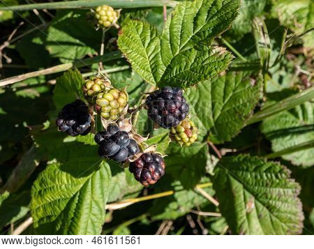 Close-up Shot Of The European Dewberry (rubus Caesius) Growing In The Forest With Maturing, Ripe Fru