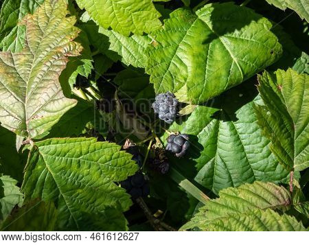 Close-up Shot Of The European Dewberry (rubus Caesius) Growing In The Forest With Maturing, Ripe Fru