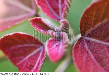Japanese Mallotus Tree. Euphorbiaceae Deciduous Tree. The Young Leaves In Spring Are Bright Red, Spi