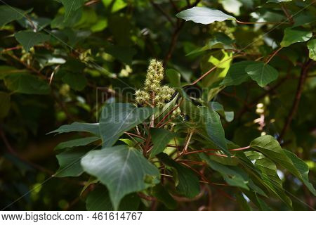 Japanese Mallotus Tree. Euphorbiaceae Deciduous Tree. The Young Leaves In Spring Are Bright Red, Spi