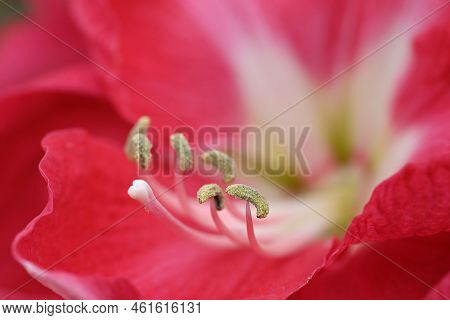 Pink And White Flower Of Amarillys Plant
