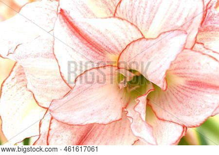 Pink And White Flower Of Amarillys Plant