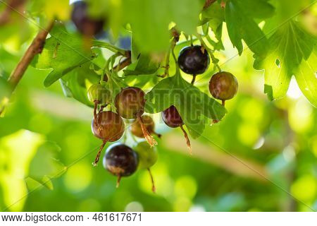 Josta Berries Of A Hybrid Of Blackcurrant And Gooseberry On The Branches Of A Bush In The Early Morn