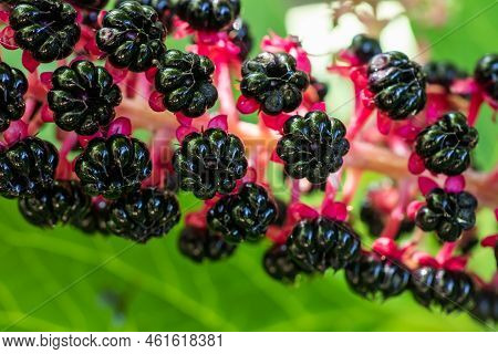 Phytolacca Is A Genus Of Perennial Plants Native To North America, South America And East Asia. Some