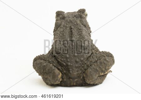 Asian Giant Toad Phrynoidis Asper Isolated On White Background