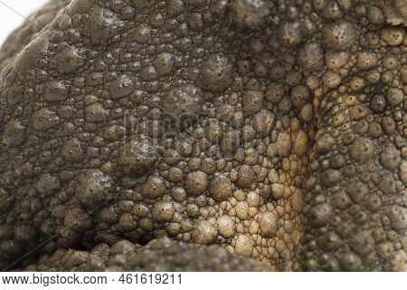 Asian Giant Toad Phrynoidis Asper Isolated On White Background