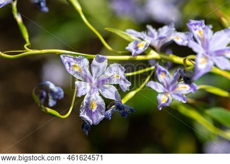 Bamboo Iris (iris Confusa) Flowers