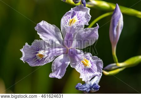 Close Up Of A Pink Bamboo Iris (iris Confusa) Flower In Bloom