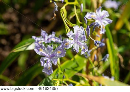 Close Up Of Pink Bamboo Iris (iris Confusa) Flowers In Bloom