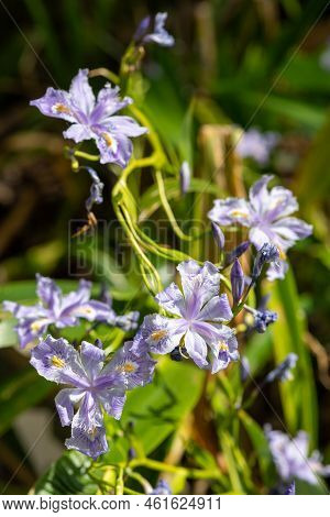 Close Up Of Pink Bamboo Iris (iris Confusa) Flowers In Bloom