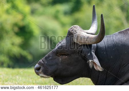 Head Shot Of A Male African Buffalo (syncerus Caffer)