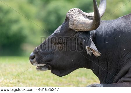 Head Shot Of A Male African Buffalo (syncerus Caffer)