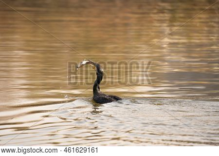 A Cormorant Getting Ready To Eat A Fish That It Caught In A Lake.