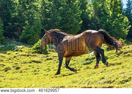 Brown Horse In A Mountain Pasture With Pine Forest On Background, Carnic Alps, Feistritz An Der Gail