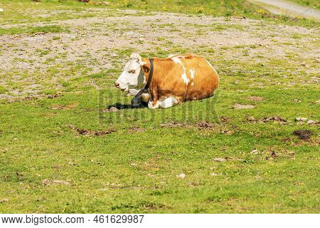Brown And White Dairy Cow With Cowbell On A Mountain Pasture, Green Meadow, Profile View. Carnic Alp