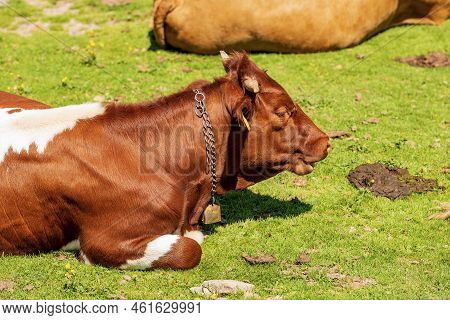 Close-up Of A Brown And White Dairy Cow With Cowbell On A Mountain Pasture, Green Meadow, Profile Vi