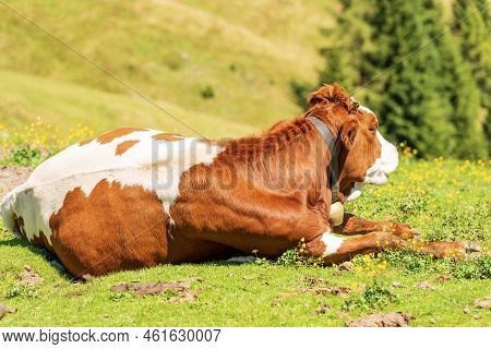 Brown And White Dairy Cow With Cowbell On A Mountain Pasture, Green Meadow And Valley, Profile View.