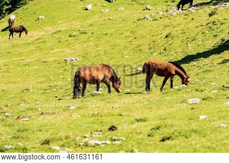 Herd Of Brown Horses In A Mountain Pasture, Green Meadow. Feistritz An Der Gail Municipality, Carint