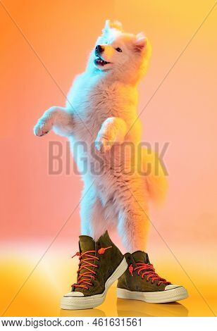 Beautiful, Fluffy, Purebred White Dog Standing On Hind Legs In Sneakers Isolated Over Orange Backgro