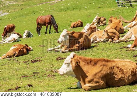 Herd Of Brown And White Dairy Cows And Horses On A Mountain Pasture, Feistritz An Der Gail Municipal