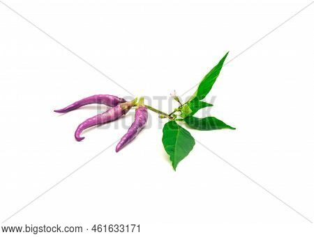 Three Fresh Purple Buena Mulata Peppers With Fresh Leaves And Flower Isolated On White Background