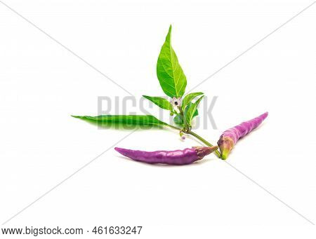Two Fresh Purple Buena Mulata Peppers With Fresh Leaves And Flower Isolated On White Background