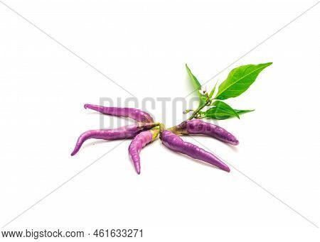 Group Of Fresh Harvest Purple Buena Mulata Peppers With Fresh Leaves And Flower Isolated On White Ba