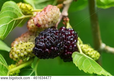 Mulberry Berries On The Branches. The Berries Of The Mulberry Tree. The Berries Look Like Scary Cate