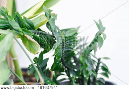 Euphorbia Tithymaloides, Euphorbiaceae Or Homalocladium Platycladum Or Muchlenbeckia Platyclada Meis