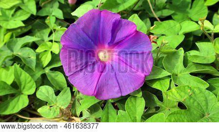 Lilac Purple Violet Beautiful Morning Glory Flower Ipomea Close-up Against Green Background
