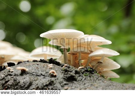 Mushrooms tree trunk Closeup Nature Macro plant Nature background trees Nature background Nature background Mushroom Nature autumnal Nature background Nature background Autumn forest Nature background outdoor Nature background Nature background.
