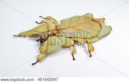 Unusual Leaf Insect Isolated On White. Phyllium Pulchrifolium Close Up Macro. Collection Insects, En