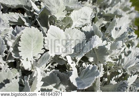 Beautiful Silver Dust Cineraria Maritima In The Garden, Autumn Time, Closeup. Natural Background Of 