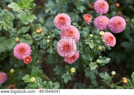 Close Up Of Pink Asteraceae Dahlia Chrysanthemum \
