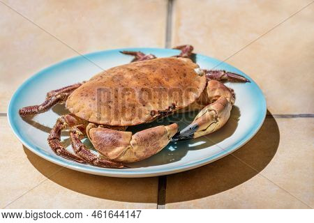 Fresh Raw Edible Brown Sea Crab Also Known As Cancer Pagurus By Mediterranean Sea On Blue Plate On A